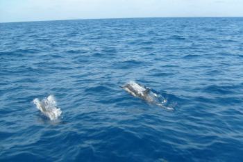 Pacific white-sided dolphins image